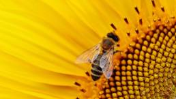 Натуральний біопестицид безпечний для бджіл